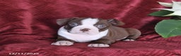 Boston Terrier dogs for sale: Bouncer - Ad 2