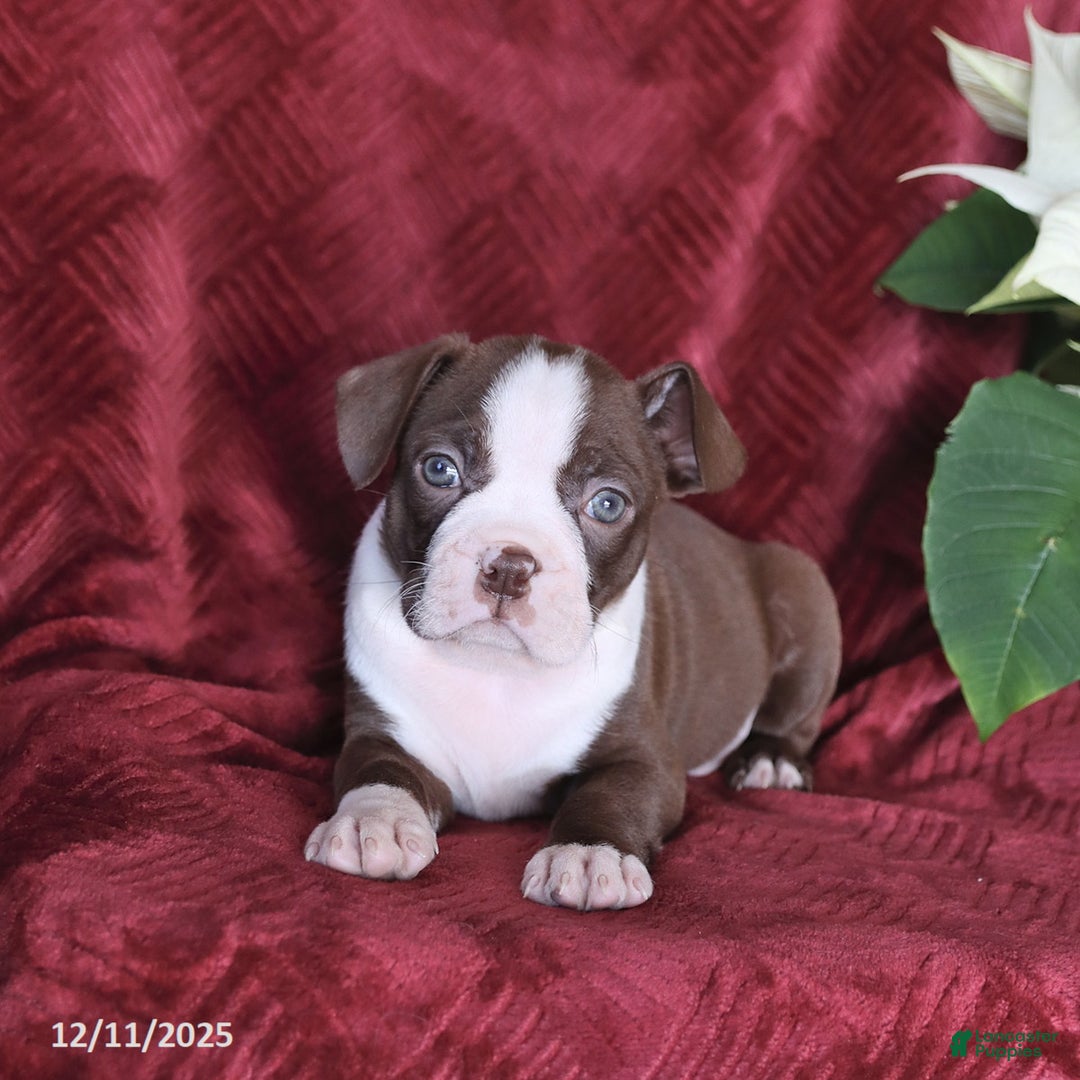 Boston Terrier dogs for sale: Bouncer - Ad 2