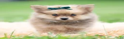 Pomeranian dogs for sale: Hudson - Ad 2