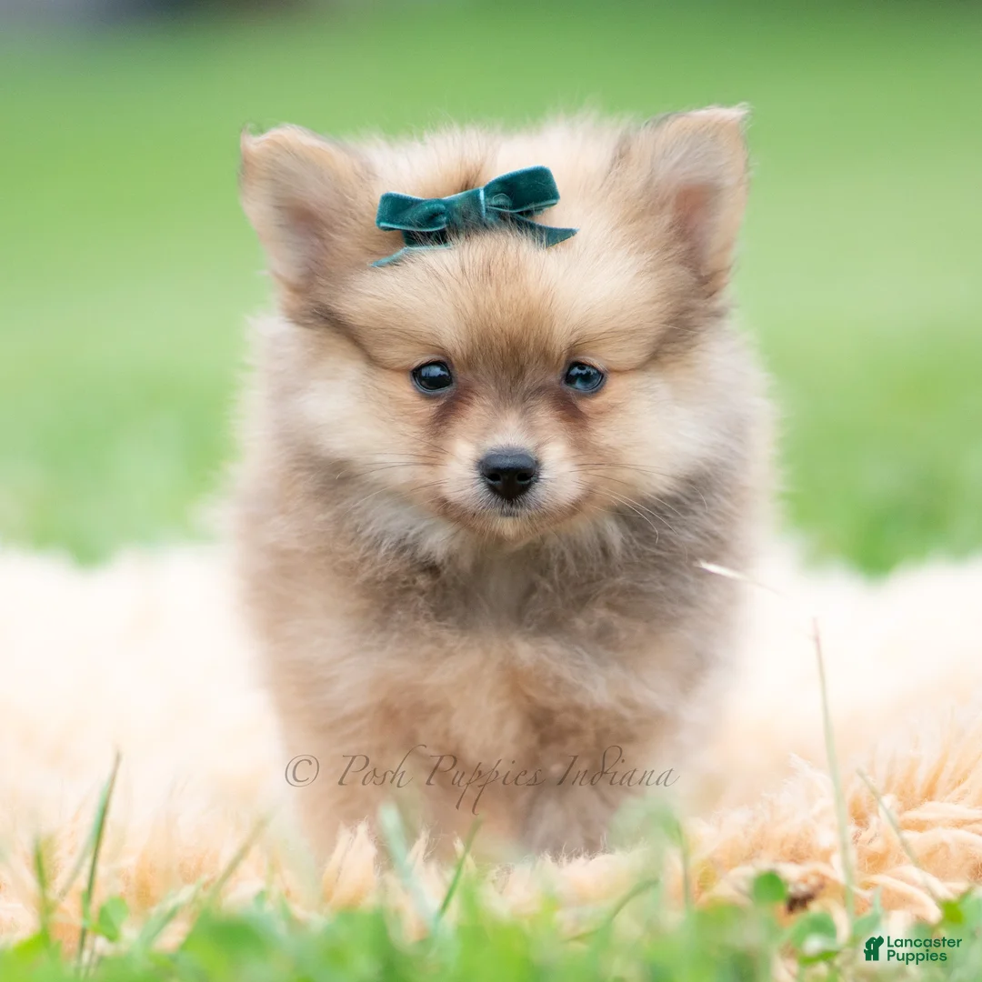 Pomeranian dogs for sale: Hudson - Ad 2