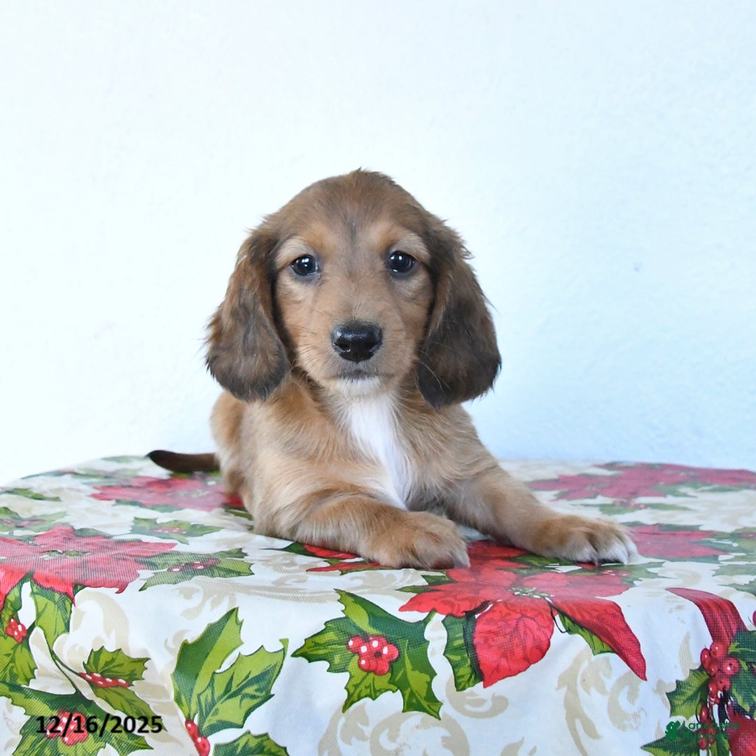 Miniature Dachshund dogs for sale: Buster - Ad 1