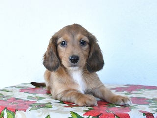 Miniature Dachshund dogs Buster - Ad 10