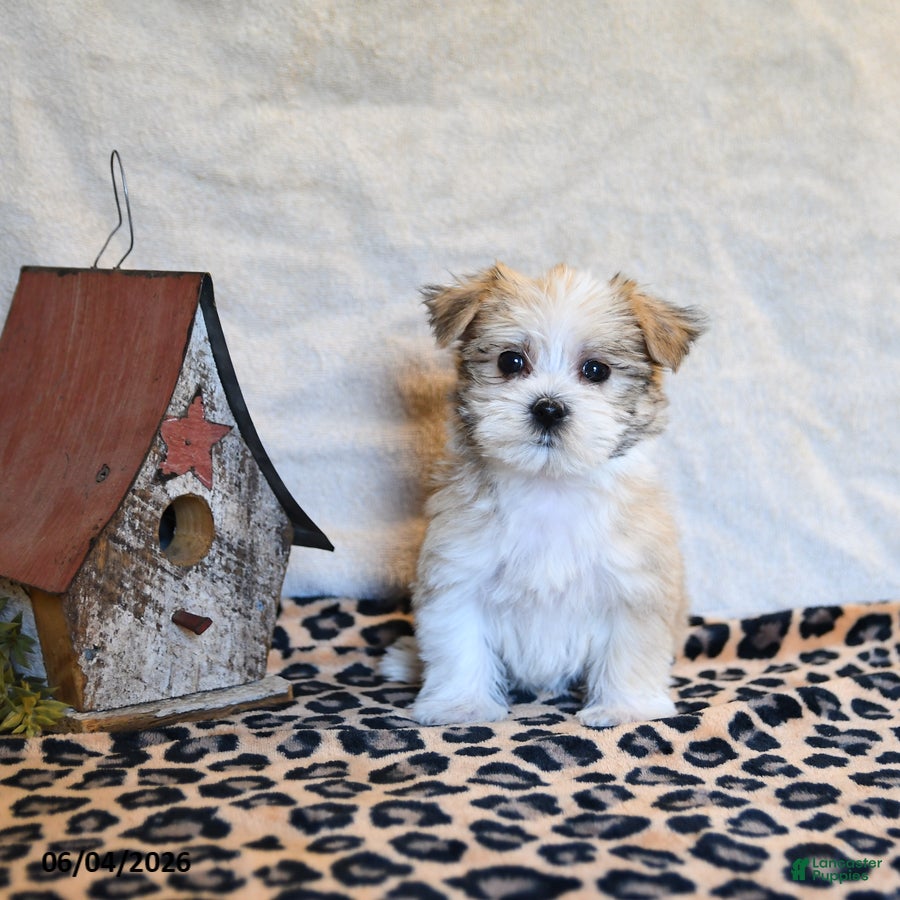 Mixed Breed dogs Parker - Ad 1