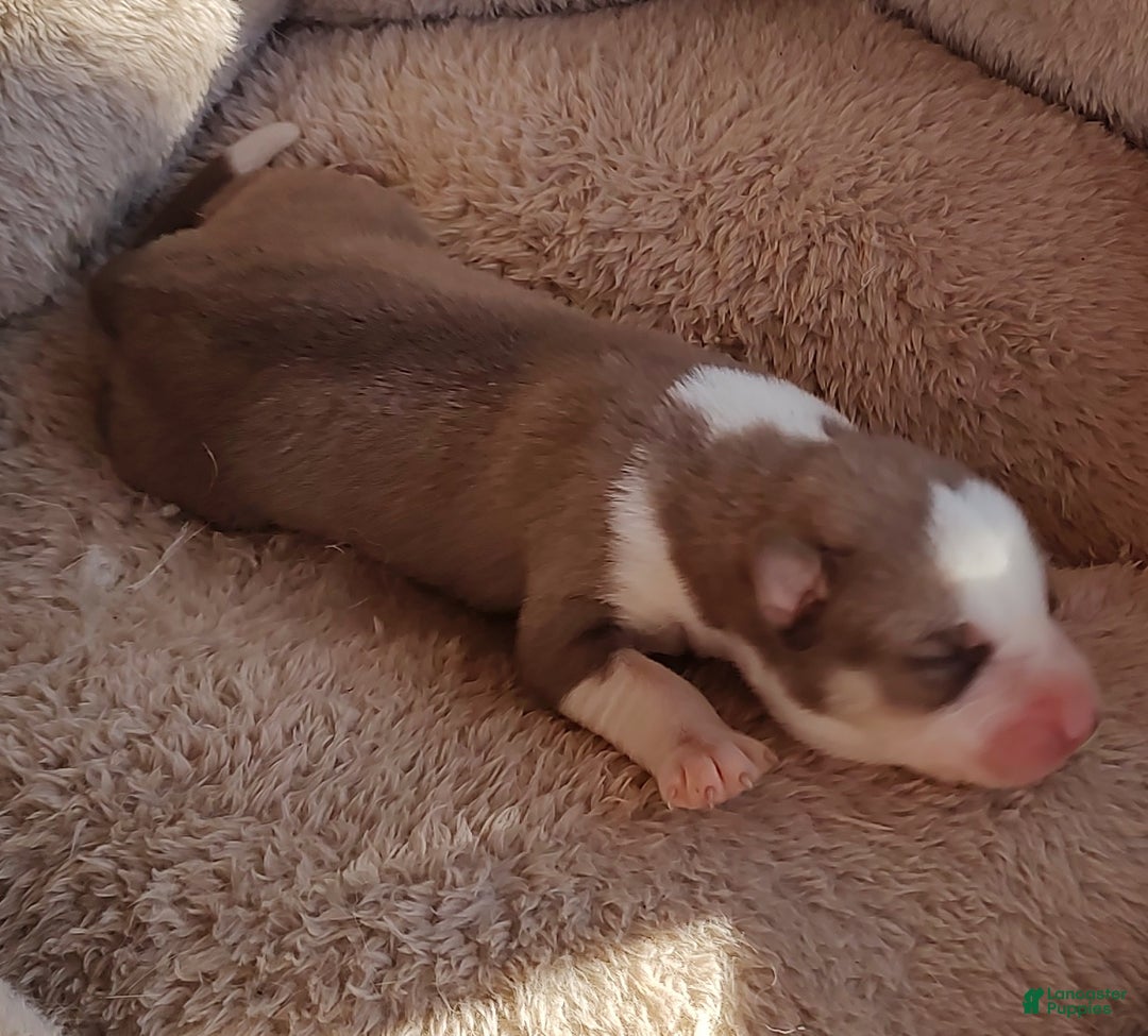 Siberian Husky dogs for sale: Siberian Husky Puppy 7 - Ad 2