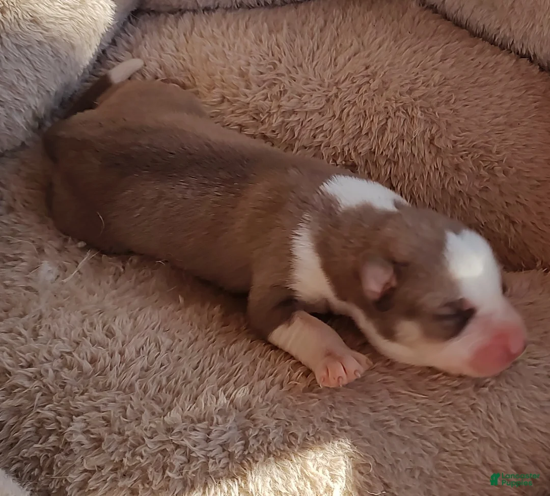 Siberian Husky dogs for sale: Siberian Husky Puppy 7 - Ad 14