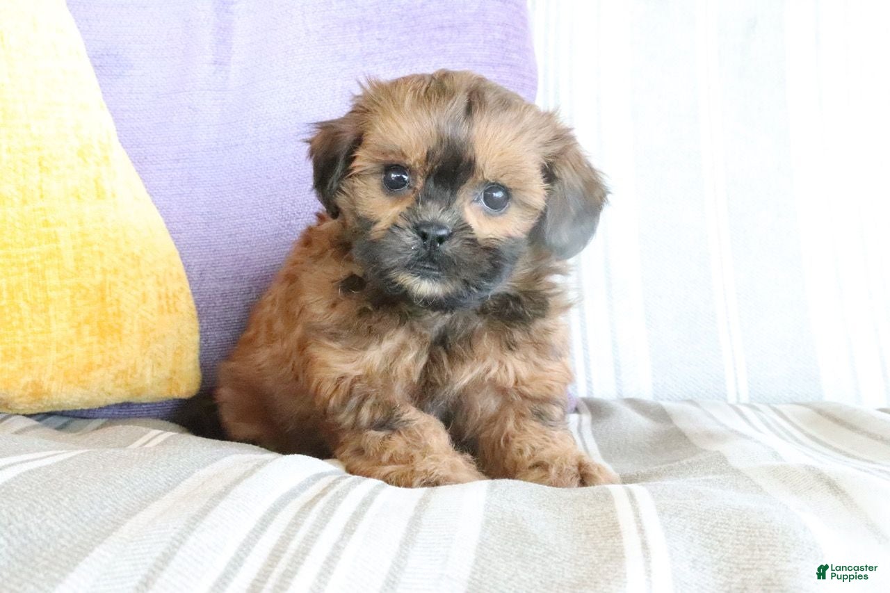 Shihpoo dogs Serena - Ad 1