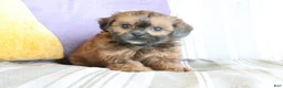 Shihpoo dogs for sale: Serena - Ad 1