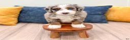Mini Bernedoodle dogs for sale: Jenny - Ad 5