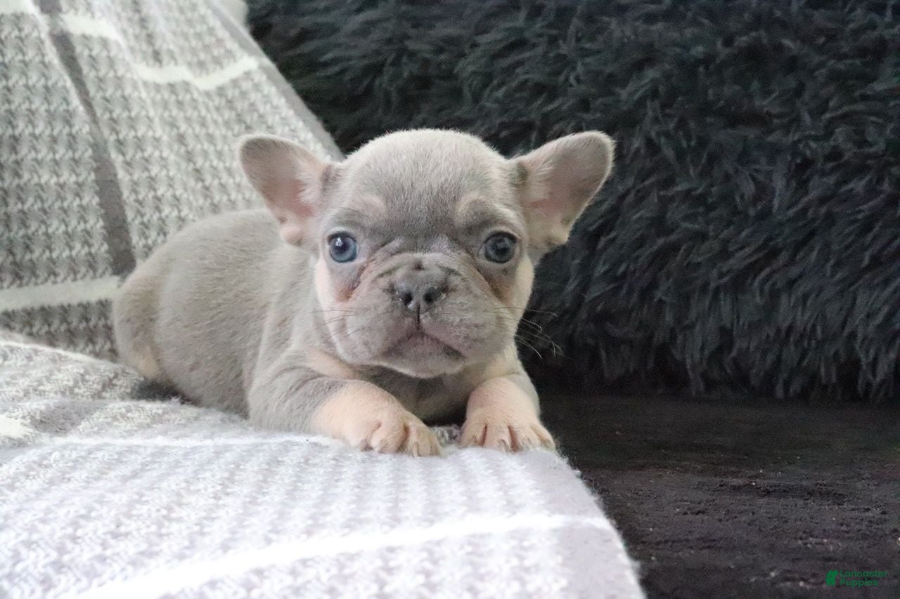 French Bulldog dogs Joy - Ad 1