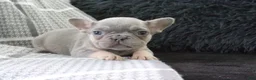 French Bulldog dogs for sale: Joy - Ad 1