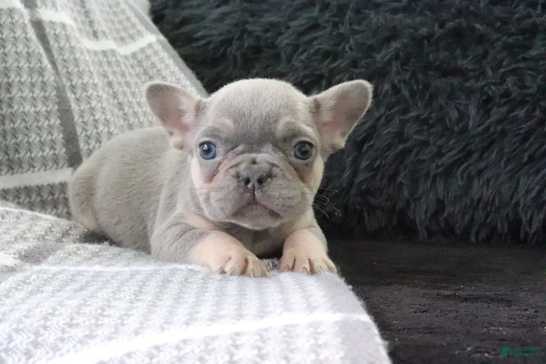 French Bulldog dogs for sale: Joy - Ad 1
