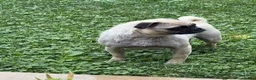 Pug dogs for sale: Patrick - Ad 4
