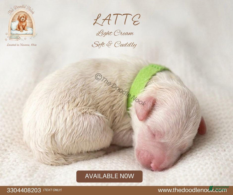 Mini Goldendoodle dogs for sale: LATTE🐾 - Ad 1