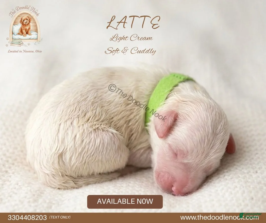 Mini Goldendoodle dogs for sale: LATTE🐾 - Ad 1