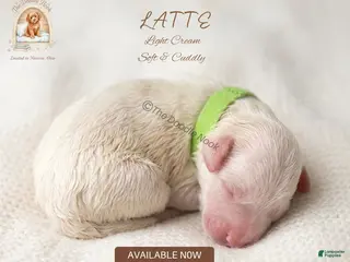 Mini Goldendoodle dogs for sale: LATTE🐾 - Ad 1