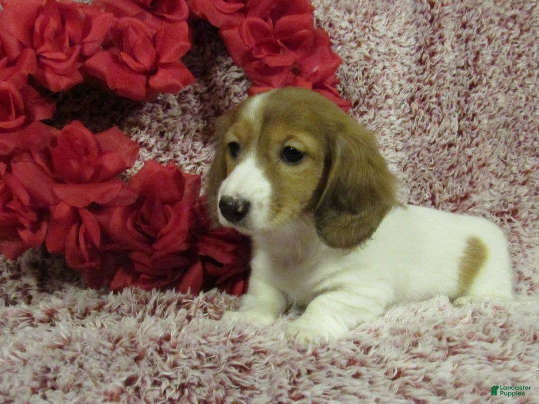 Miniature Dachshund dogs for sale: Sadie - Ad 2