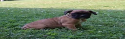 Boxer dogs for sale: Otis - Ad 8