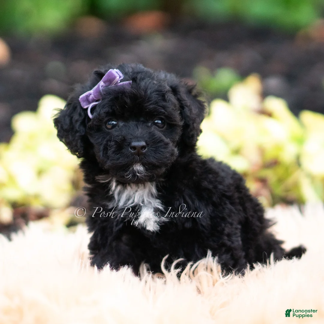 Maltipoo dogs for sale: Isalyn - Ad 2