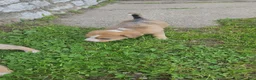 Mixed Breed dogs for sale: Ellington - Ad 2