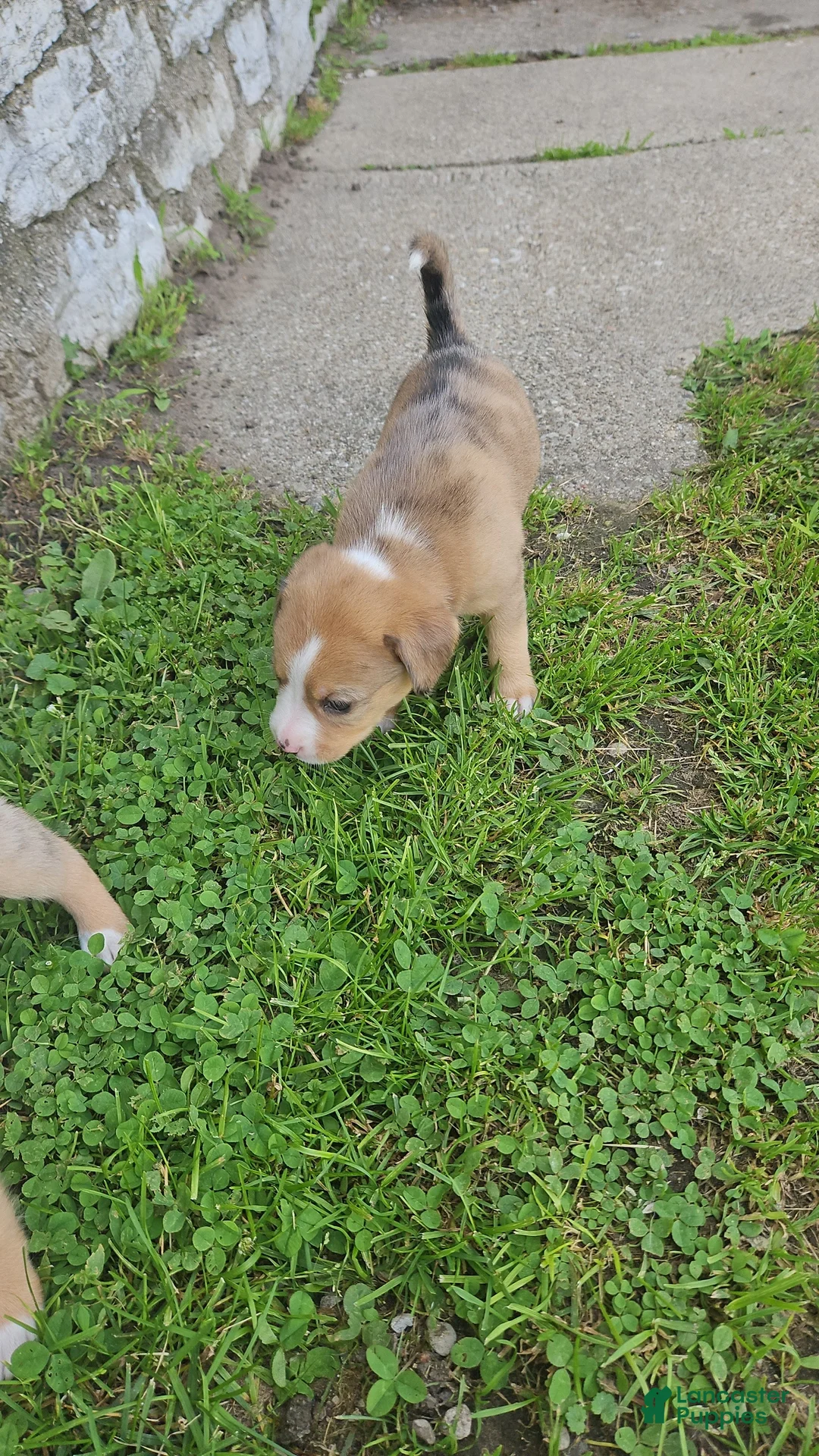 Mixed Breed dogs for sale: Ellington - Ad 2