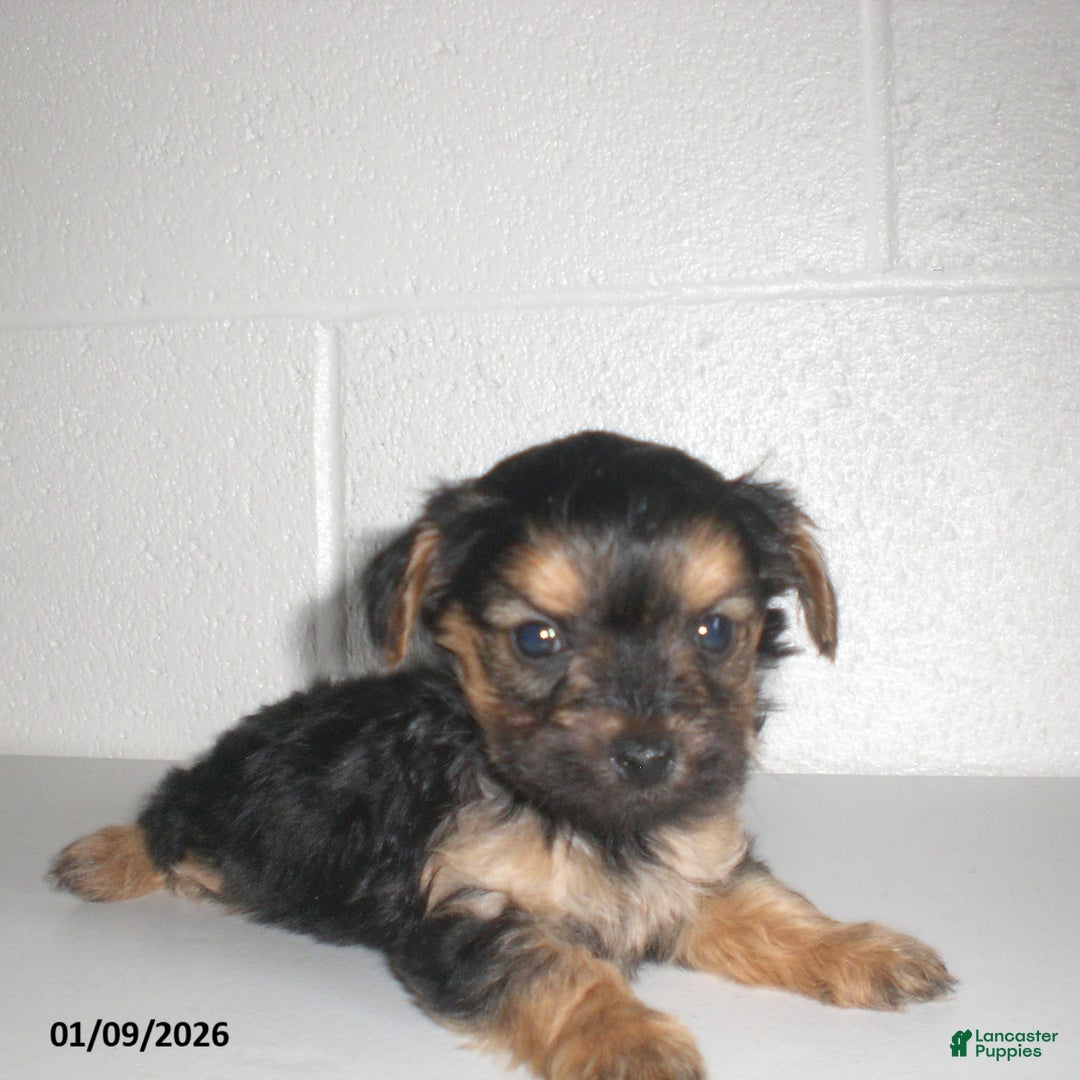Yorkiepoo dogs for sale: Theo - Ad 15