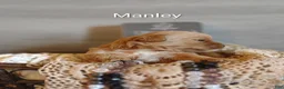 Shihpoo dogs for sale: Shihpoo Puppy 2 Manley  - Ad 1