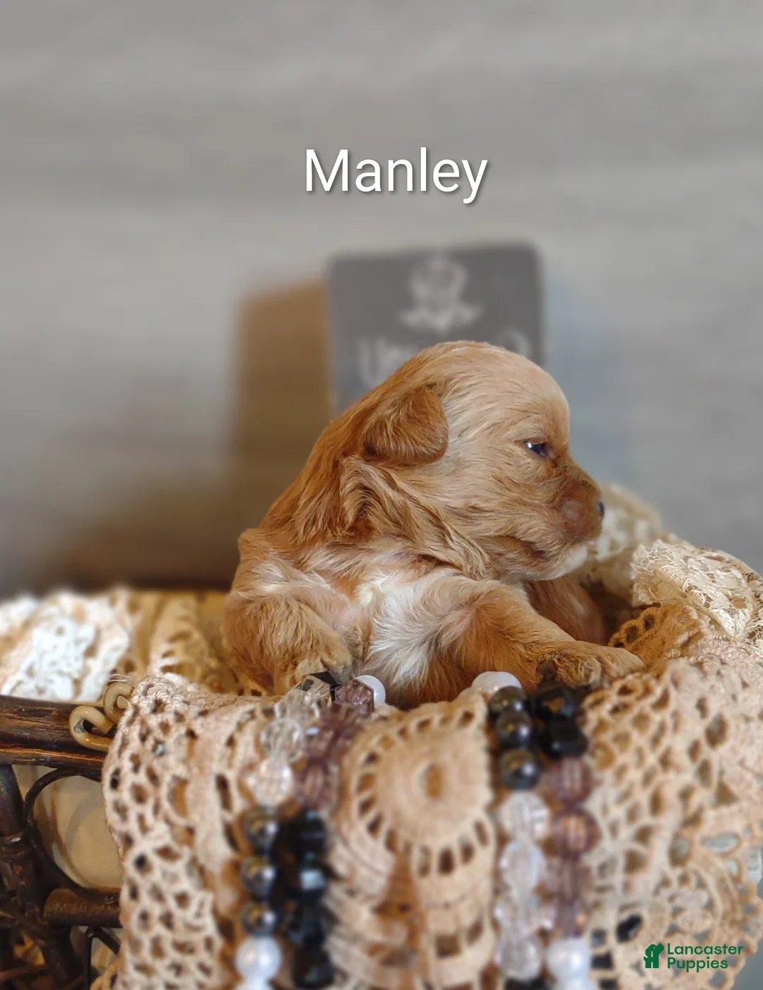 Shihpoo dogs for sale: Shihpoo Puppy 2 Manley  - Ad 1