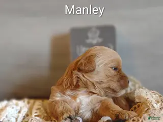 Shihpoo dogs for sale: Shihpoo Puppy 2 Manley - Ad 1