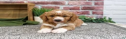 Mini Goldendoodle dogs for sale: Lenny - Ad 3