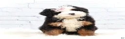 Mini Bernedoodle dogs for sale: Dawson - Ad 4