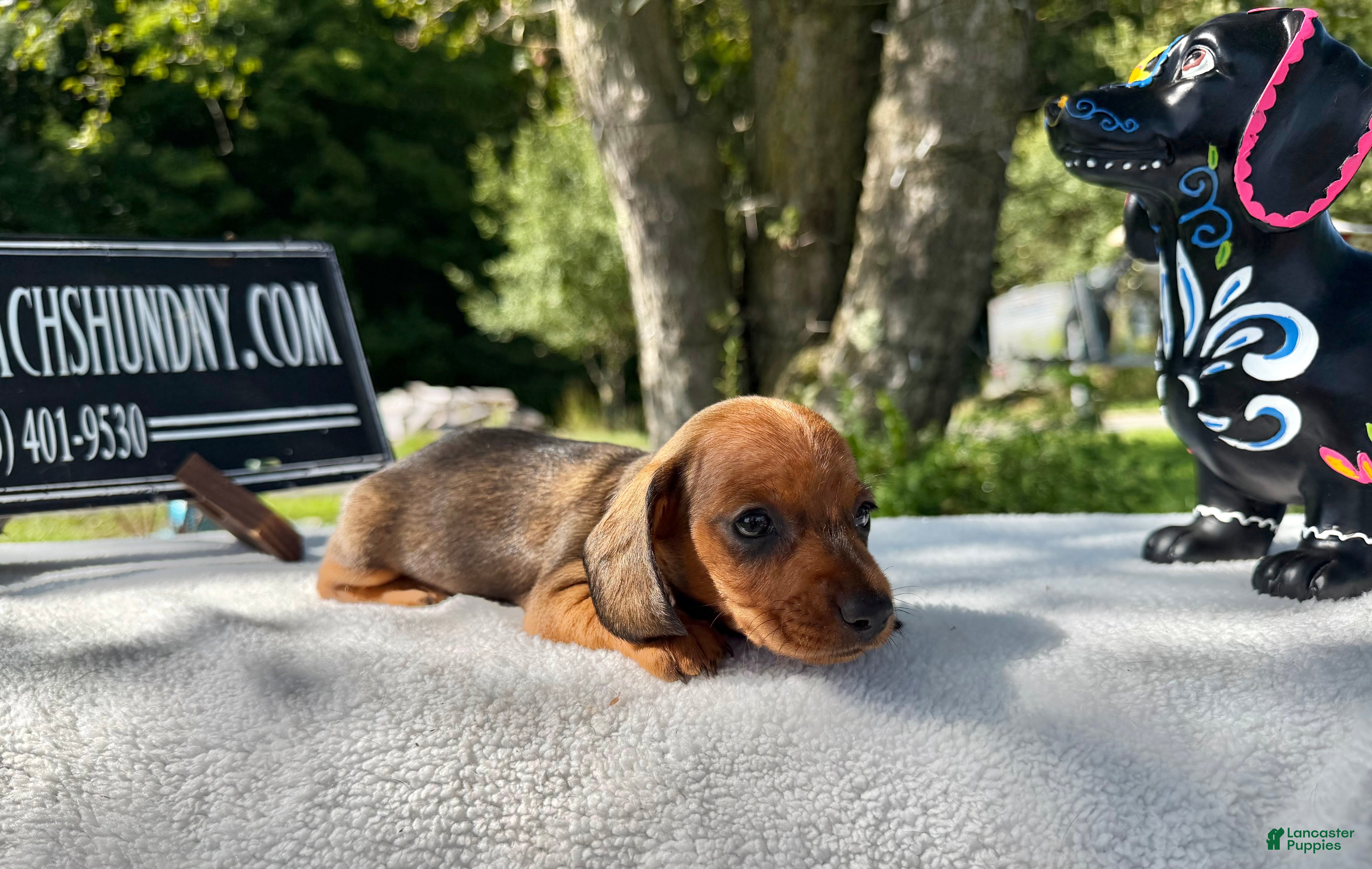 Miniature Dachshund dogs Russian Smooth red female - Ad 34