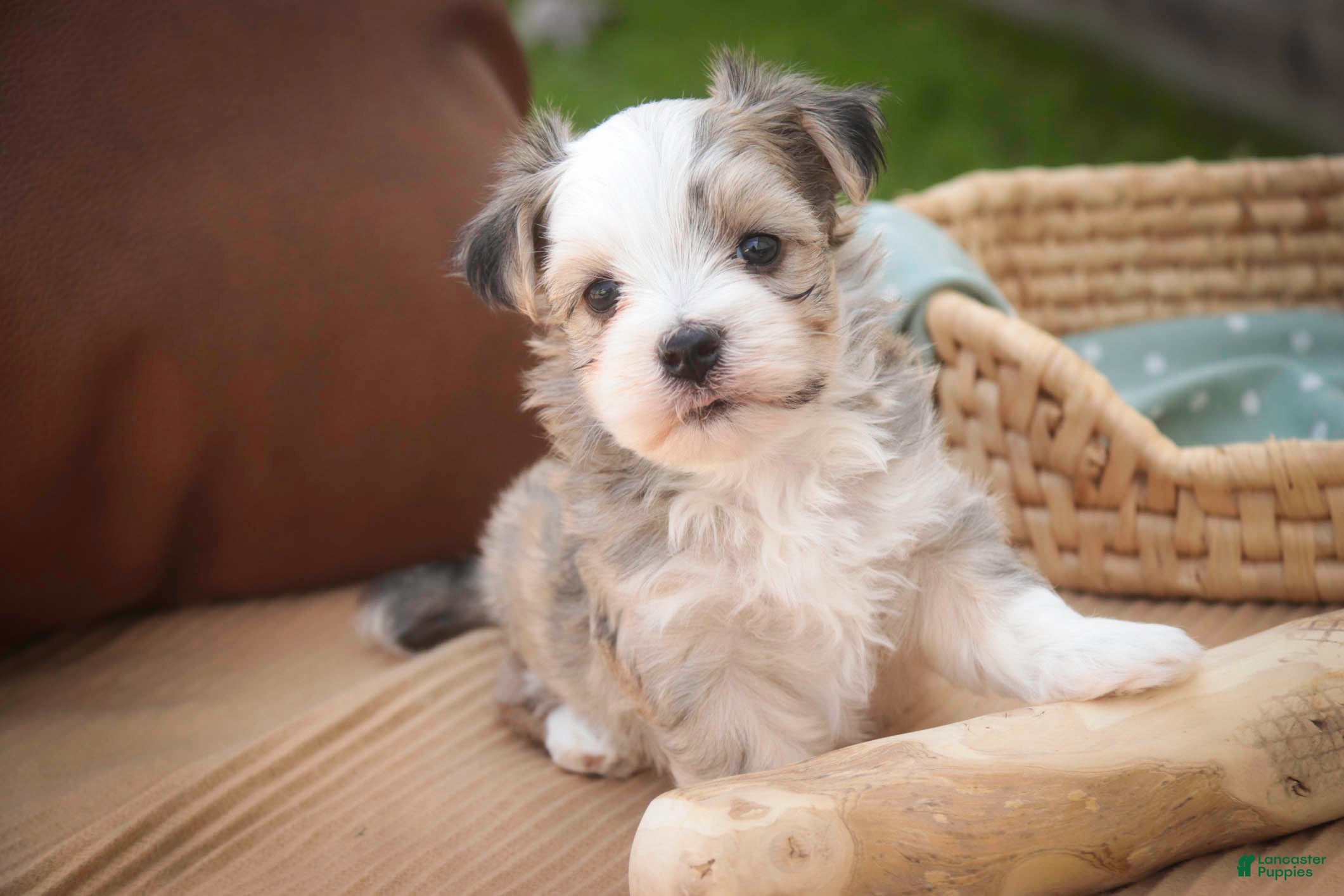 Havanese dogs Webster Havanese  - Ad 2
