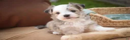 Havanese dogs for sale: Webster Havanese  - Ad 8