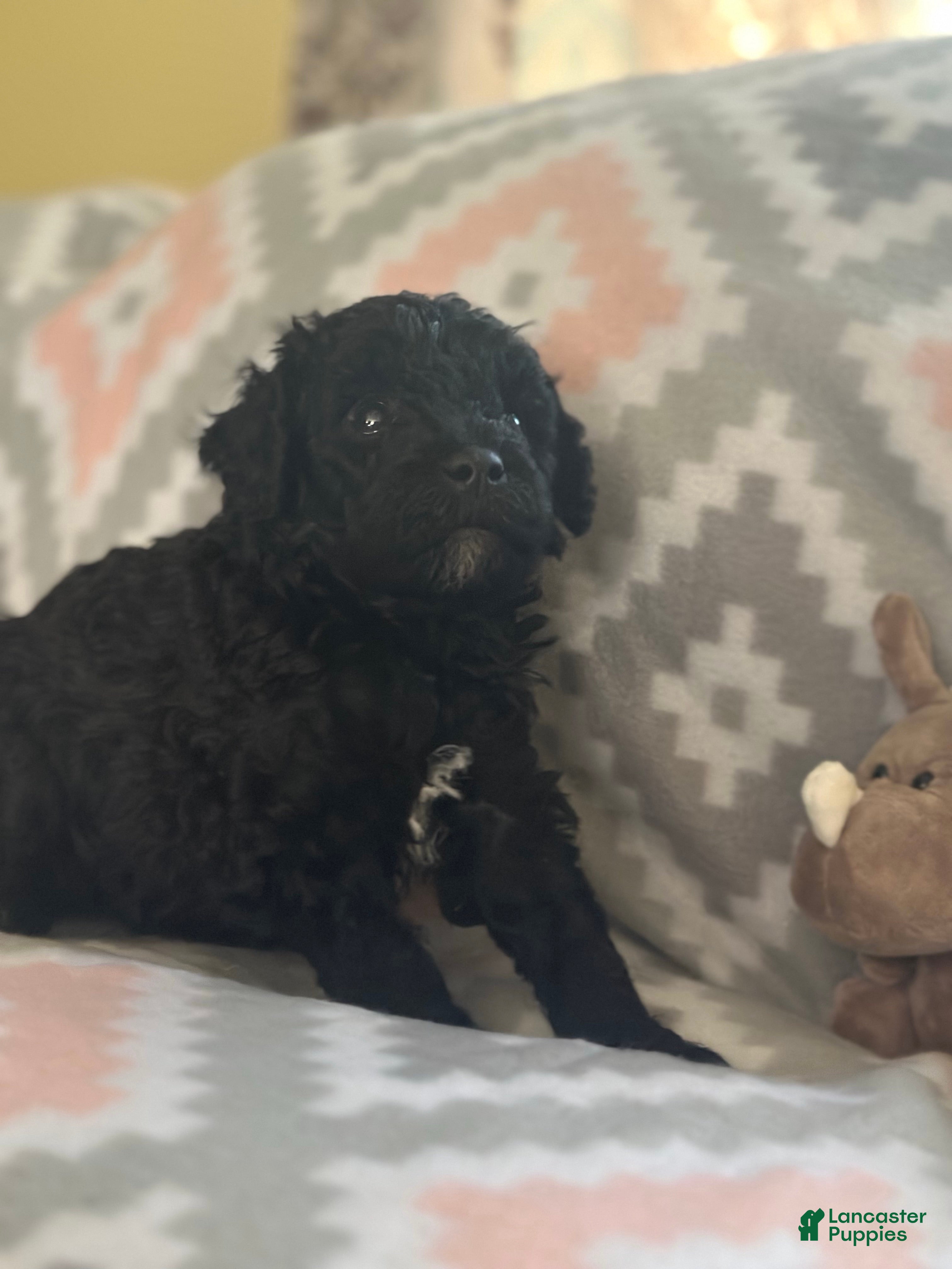 Mini Goldendoodle dogs F1bmini goldendoodles - Ad 2