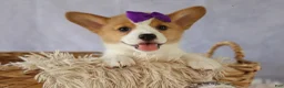 Welsh Corgi Pembroke dogs for sale: Zoey 🌸 - Ad 15