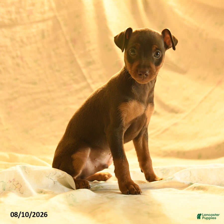 Miniature Pinscher dogs Rufus - Ad 2