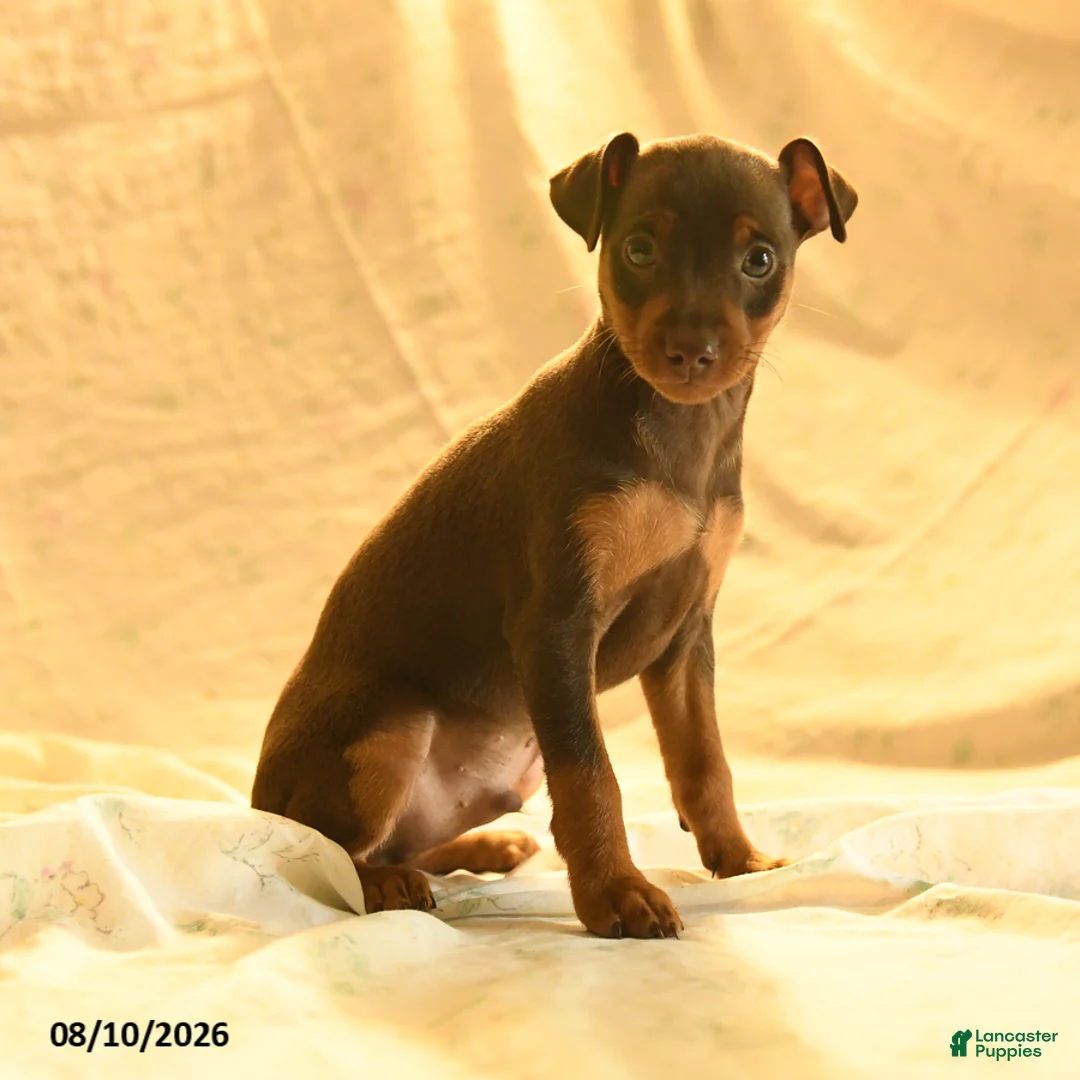 Miniature Pinscher dogs for sale: Rufus - Ad 2