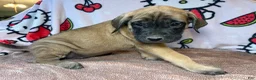 English Mastiff dogs for sale: Lucky (Sky Blue) - Ad 1