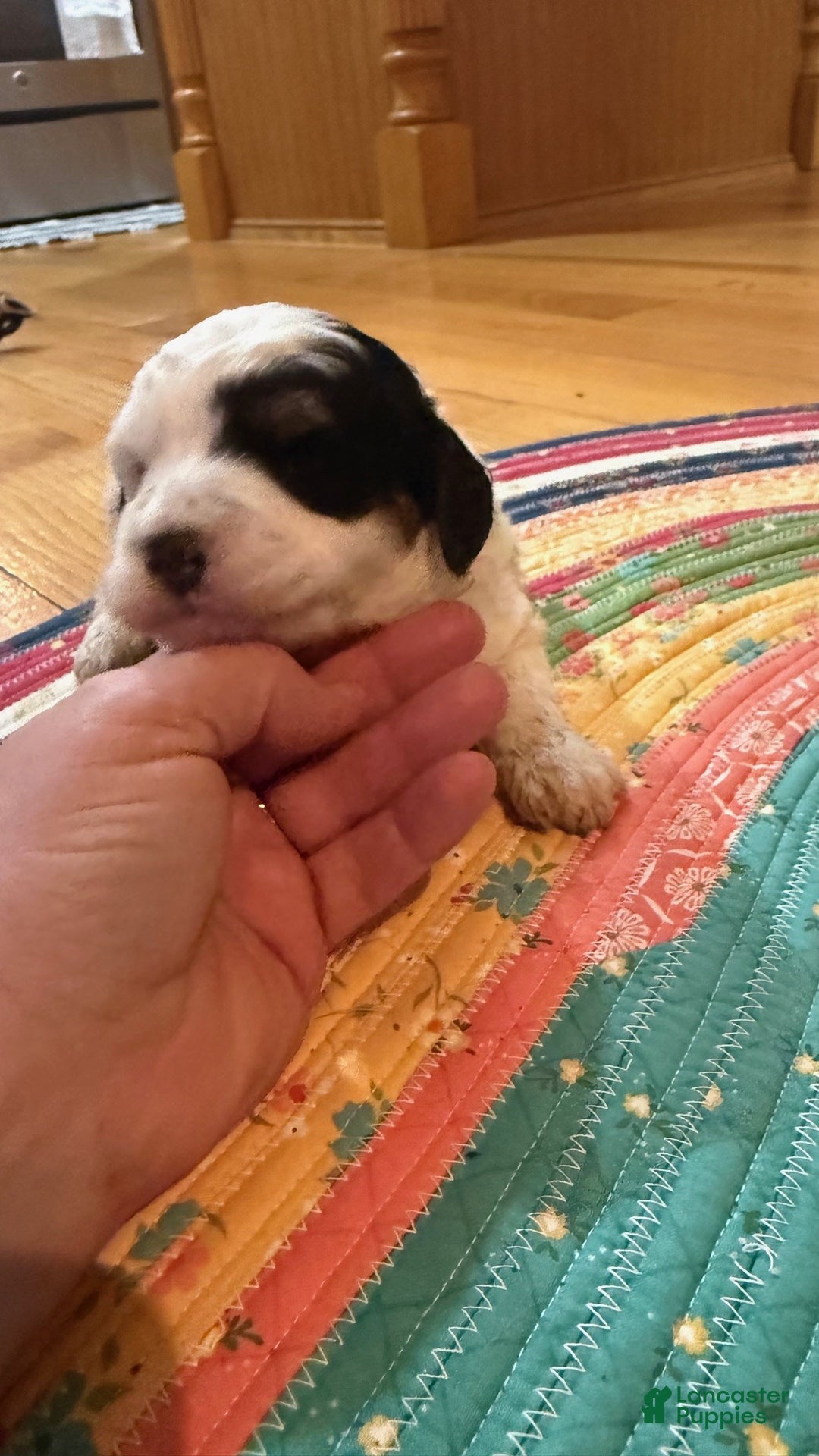 Mini Bernedoodle dogs for sale: Oreo - Ad 2