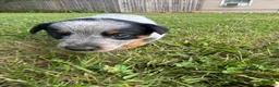 Australian Cattle Dog dogs for sale: Steve - Ad 9
