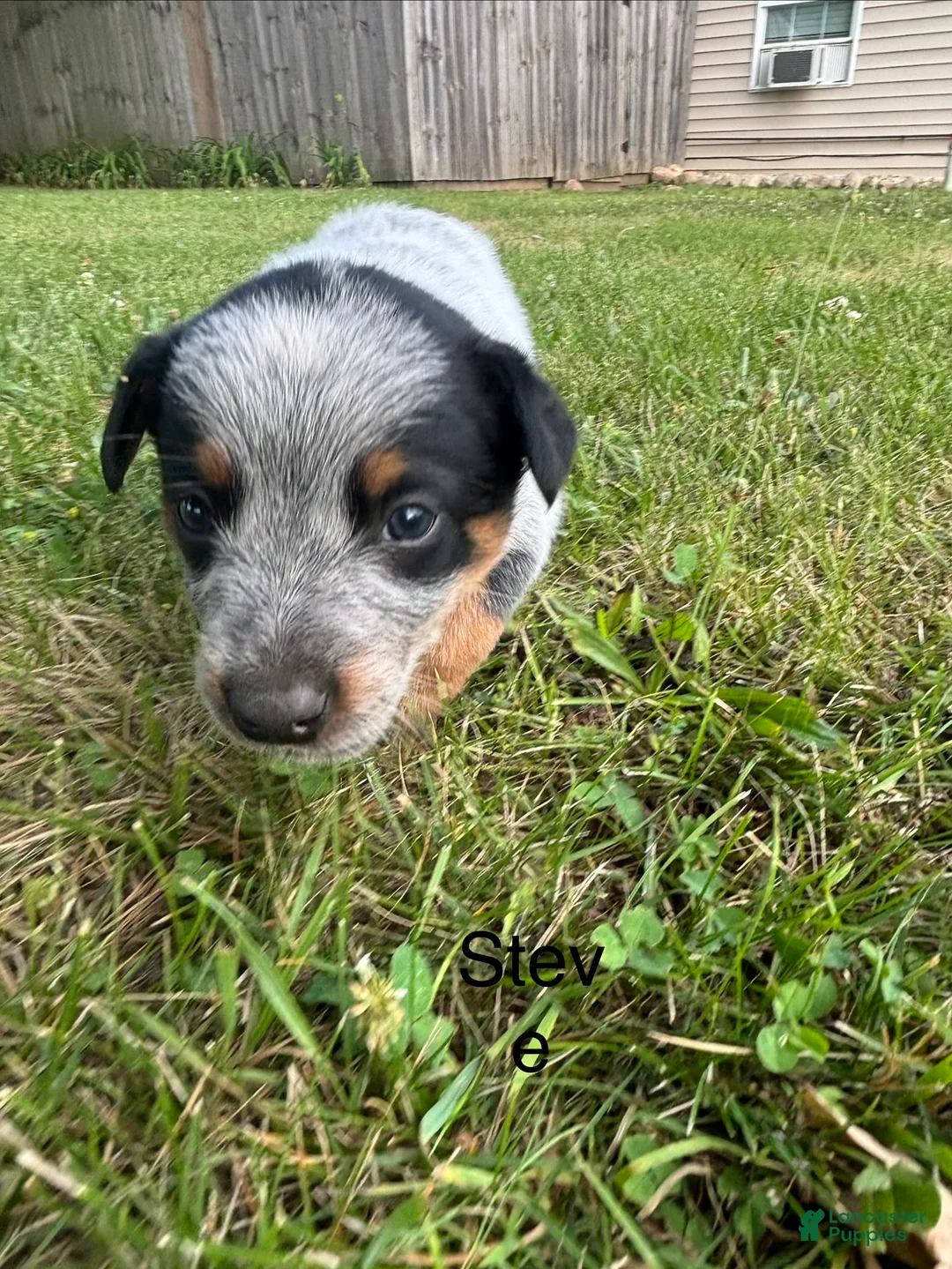 Australian Cattle Dog dogs for sale: Steve - Ad 9