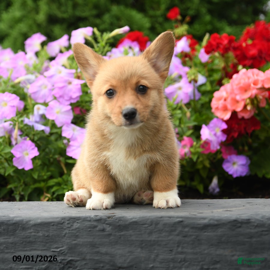 Welsh Corgi Pembroke dogs Lulu - Ad 1