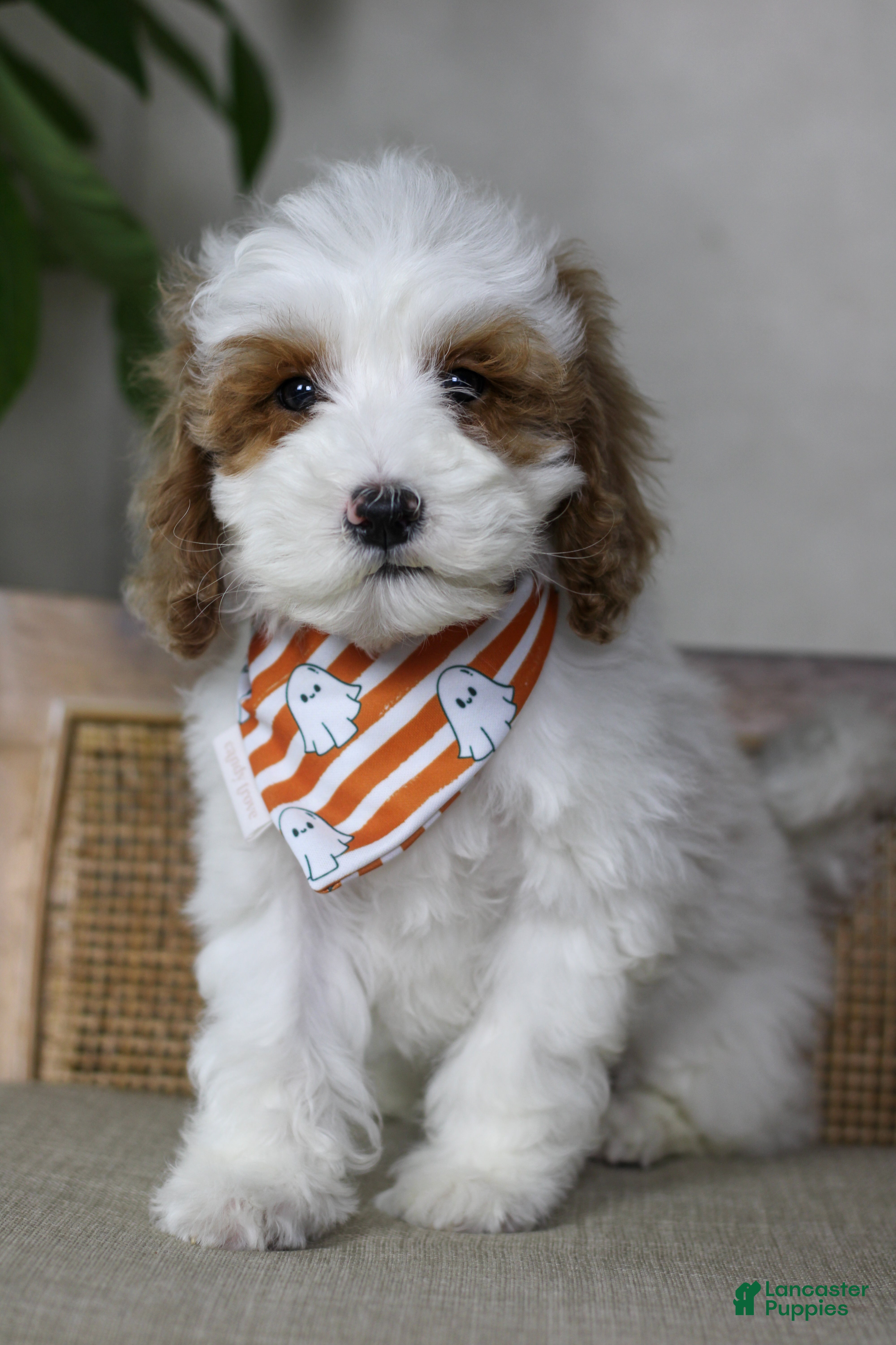 Goldendoodle dogs Sleepy - Ad 1