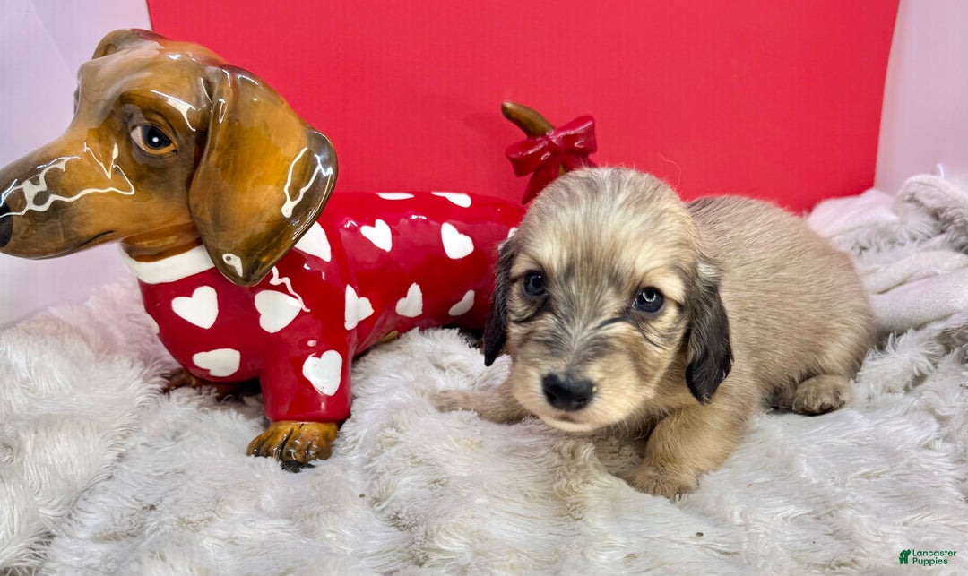 Miniature Dachshund dogs for sale: Cream boy - Ad 1