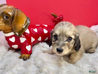 Miniature Dachshund dogs Cream boy - Ad 40