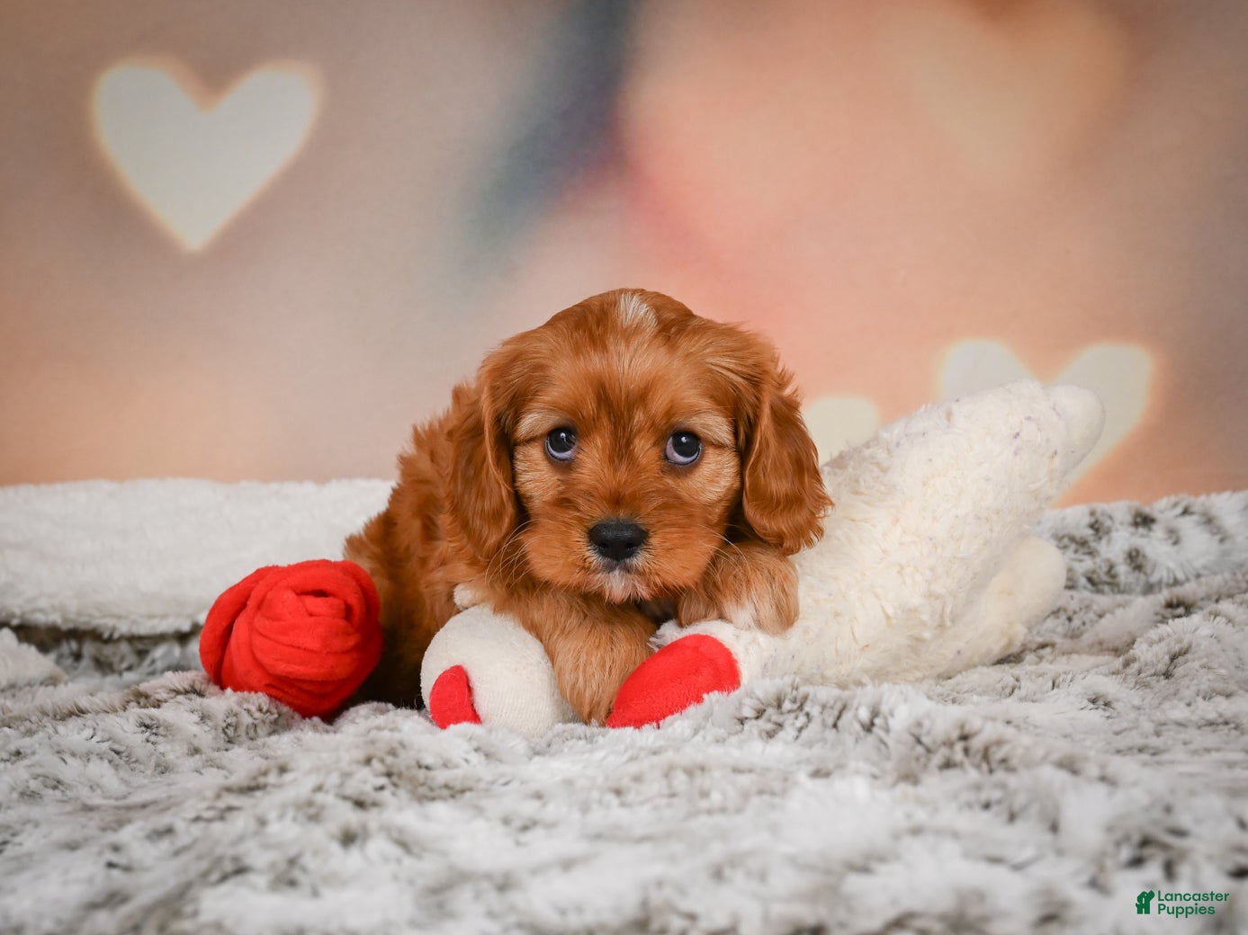 Cavapoo dogs for sale: LUNA - Ad 1