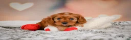 Cavapoo dogs for sale: LUNA - Ad 1