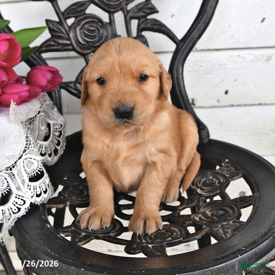 Golden Retriever dogs Boyd - Ad 1