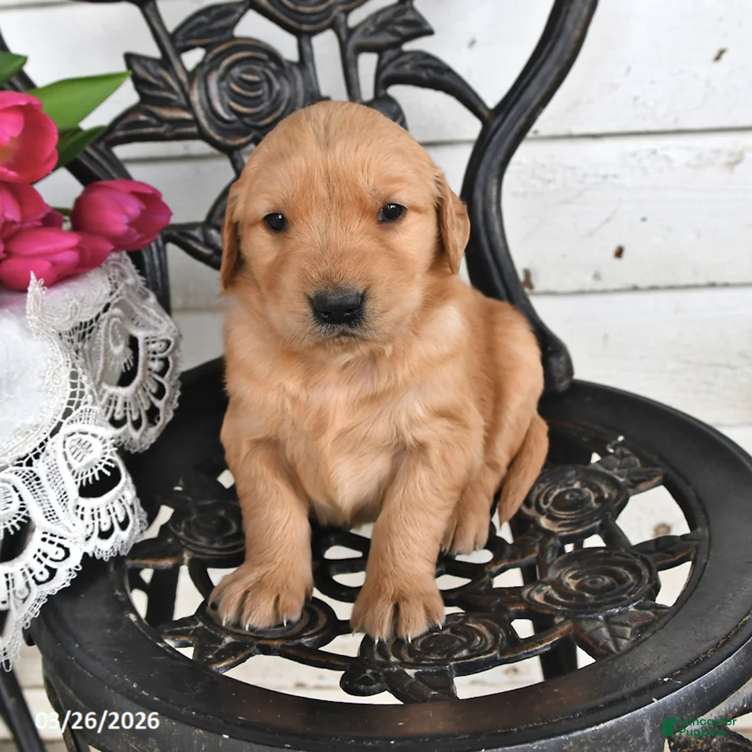 Golden Retriever dogs for sale: Boyd - Ad 1