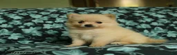 Pomeranian dogs for sale: Dolly - Ad 1